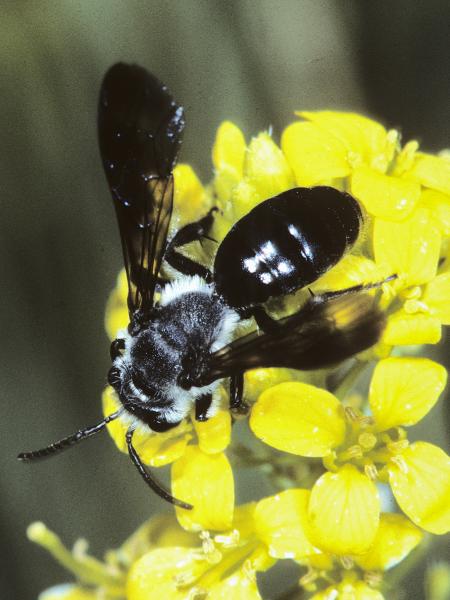 Wildbienen der Schweiz  - Andrena afrensis