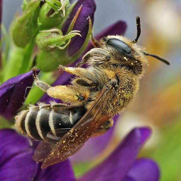 Wildbienen der Schweiz Ovale Kleesandbiene - Andrena afzeliella