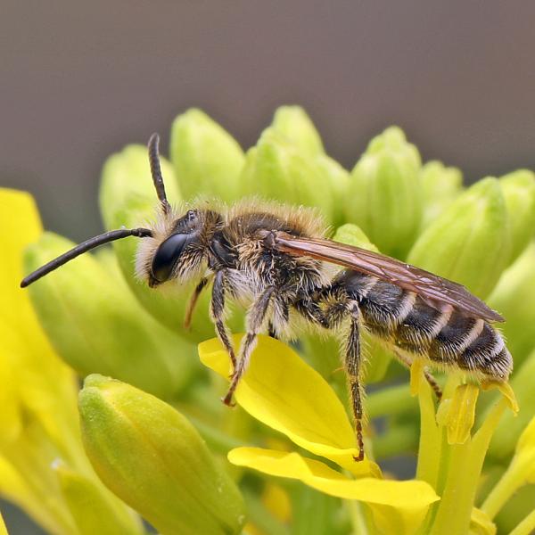 Wildbienen der Schweiz Ovale Kleesandbiene - Andrena afzeliella
