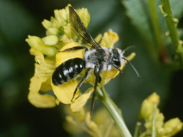 Wildbienen der Schweiz  - Andrena agilissima