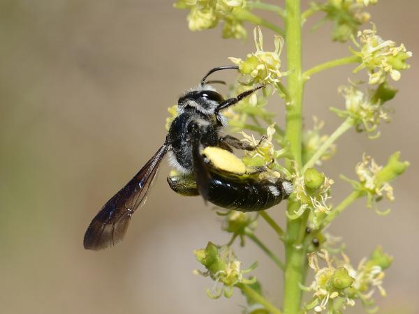 Wildbienen der Schweiz  - Andrena agilissima