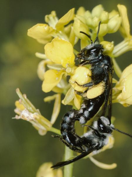 Wildbienen der Schweiz  - Andrena agilissima