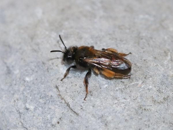 Wildbienen der Schweiz  - Andrena allosa