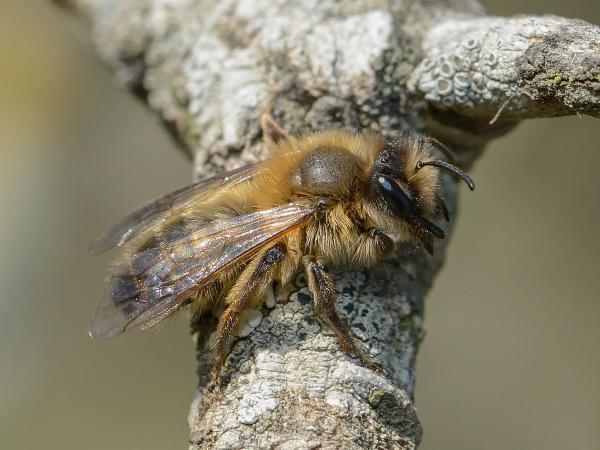Wildbienen der Schweiz  - Andrena apicata