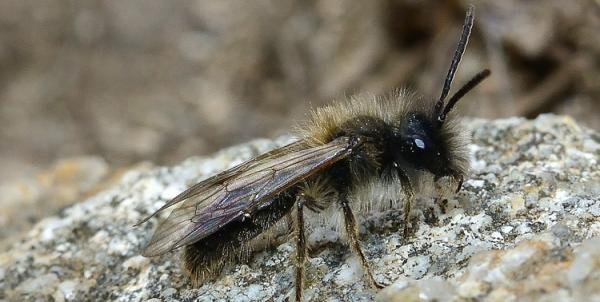 Wildbienen der Schweiz  - Andrena apicata