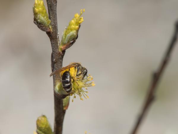 Wildbienen der Schweiz Silber-Sandbiene - Andrena argentata