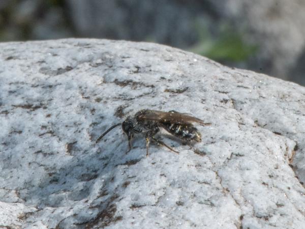 Wildbienen der Schweiz Silber-Sandbiene - Andrena argentata