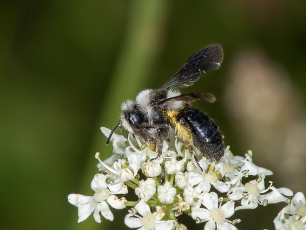 Wildbienen der Schweiz Rauchflügelige Düstersandbiene - Andrena barbareae