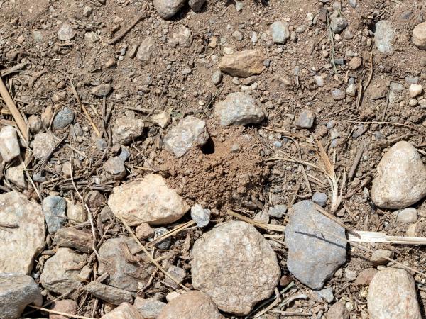 Wildbienen der Schweiz Rauchflügelige Düstersandbiene - Andrena barbareae