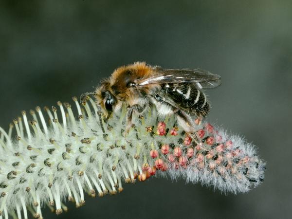Wildbienen der Schweiz  - Andrena barbilabris