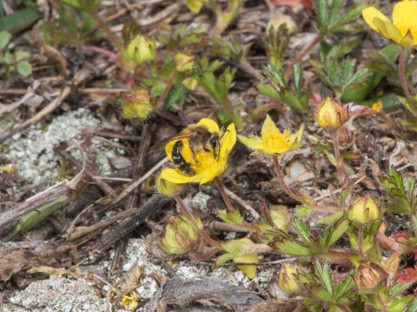 Wildbienen der Schweiz  - Andrena barbilabris