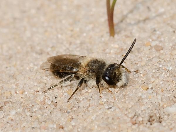 Wildbienen der Schweiz  - Andrena barbilabris