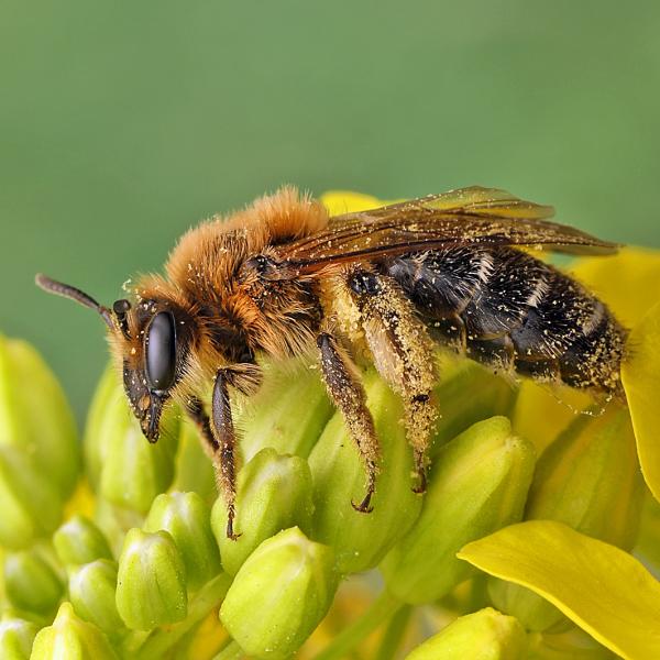 Wildbienen der Schweiz  - Andrena barbilabris
