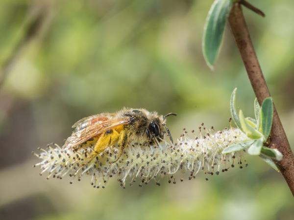 Wildbienen der Schweiz Schwarzbeinige Rippensandbiene - Andrena bimaculata