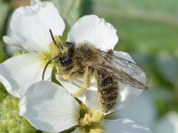 Wildbienen der Schweiz Schwarzbeinige Rippensandbiene - Andrena bimaculata
