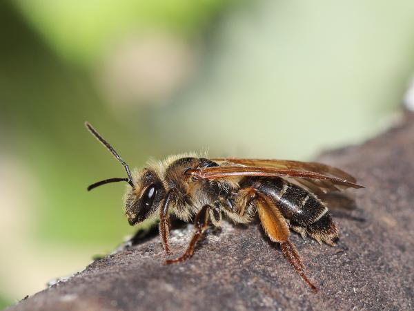 Wildbienen der Schweiz  - Andrena bucephala