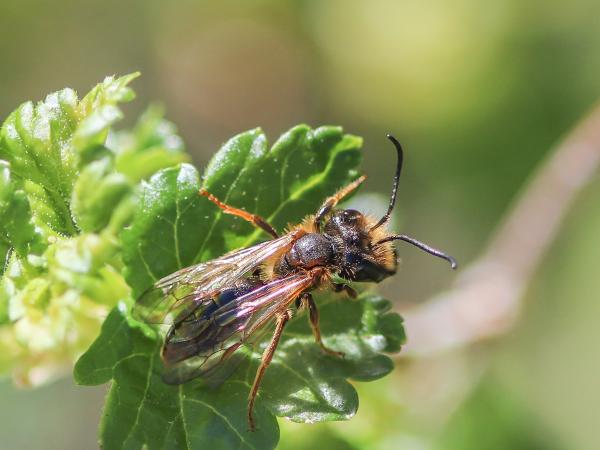Wildbienen der Schweiz  - Andrena bucephala
