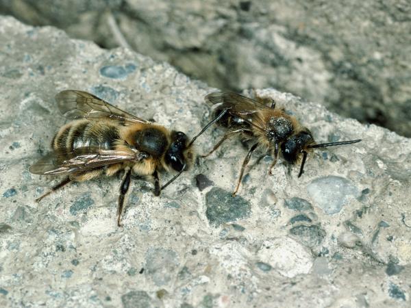 Wildbienen der Schweiz Gesellige Sandbiene - Andrena scotica