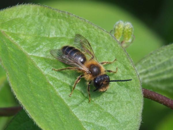 Wildbienen der Schweiz Gesellige Sandbiene - Andrena scotica