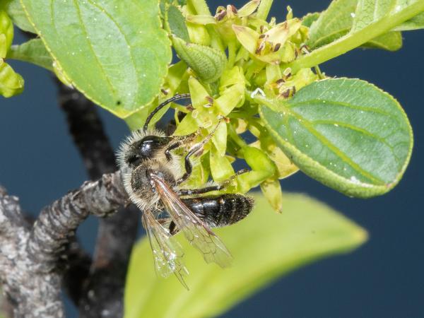 Wildbienen der Schweiz Gesellige Sandbiene - Andrena scotica