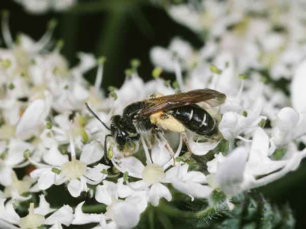 Wildbienen der Schweiz Gelbbeinige Kielsandbiene - Andrena chrysosceles