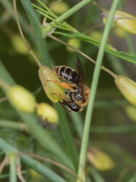Wildbienen der Schweiz Spargel-Sandbiene - Andrena chrysopus