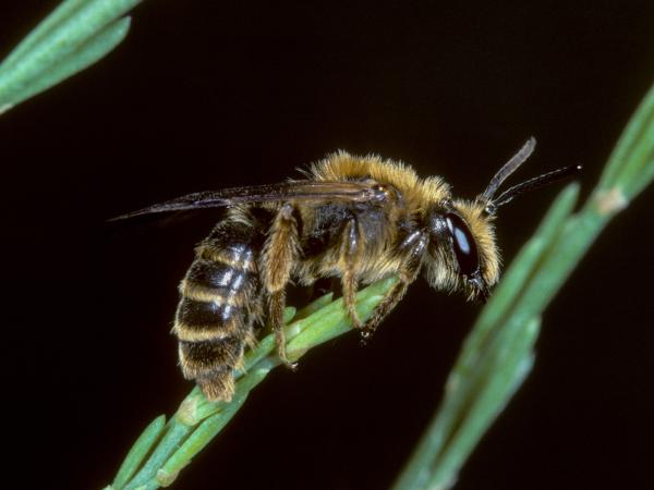 Wildbienen der Schweiz Spargel-Sandbiene - Andrena chrysopus