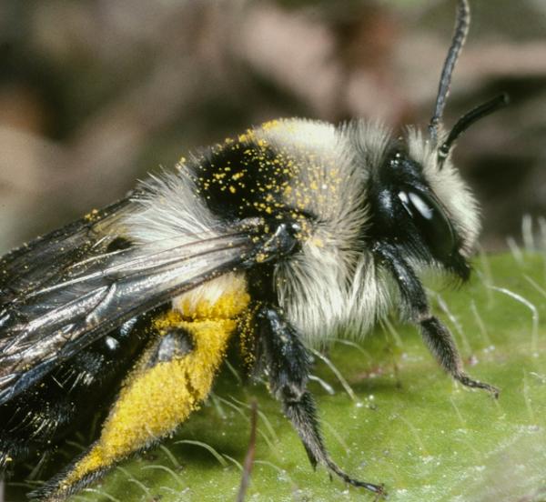 Wildbienen der Schweiz Grauschwarze Düstersandbiene - Andrena cineraria