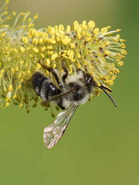 Wildbienen der Schweiz Grauschwarze Düstersandbiene - Andrena cineraria