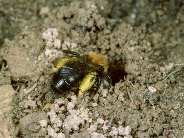 Wildbienen der Schweiz  - Andrena clarkella
