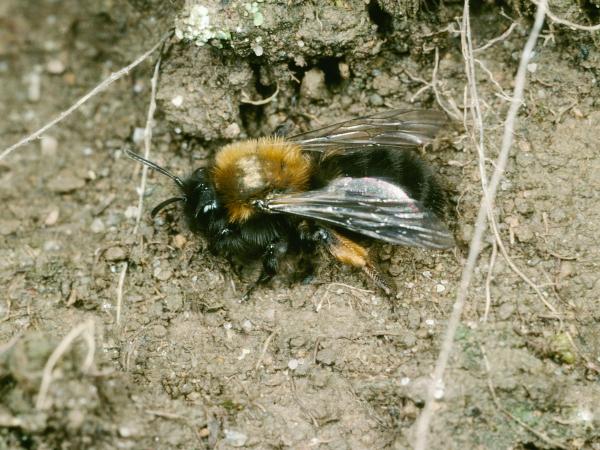 Wildbienen der Schweiz  - Andrena clarkella