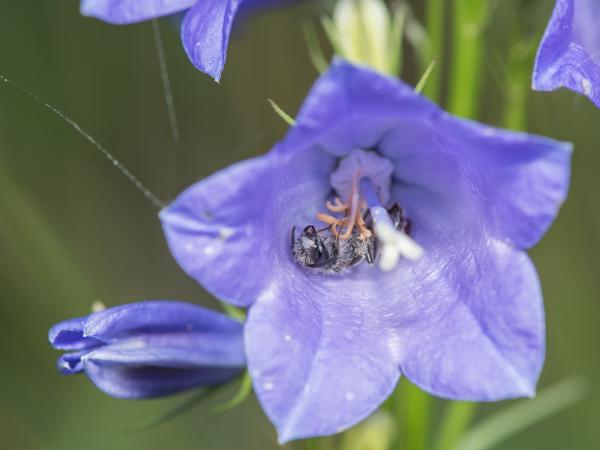 Wildbienen der Schweiz  - Andrena coitana