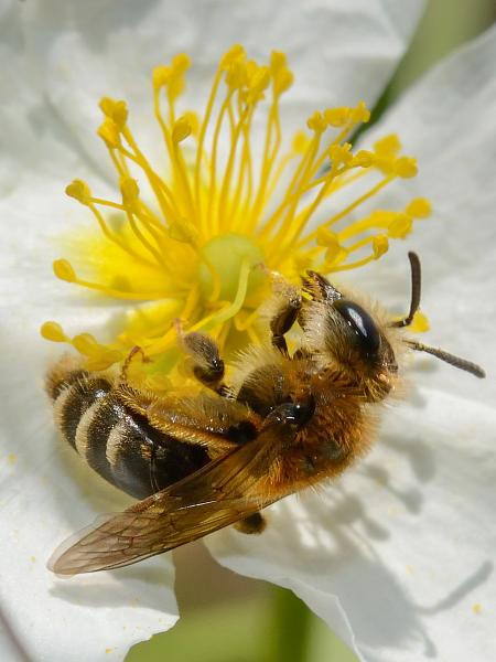 Wildbienen der Schweiz Dichtpunktierte Körbchensandbiene - Andrena combinata