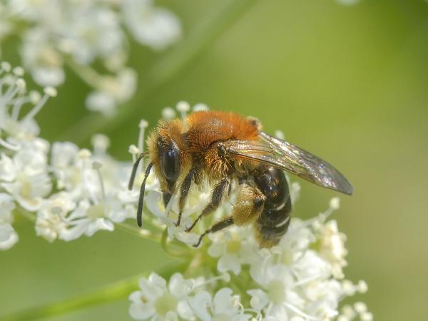 Wildbienen der Schweiz Wiesen-Körbchensandbiene - Andrena congruens