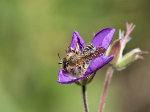 Wildbienen der Schweiz Braune Schuppensandbiene - Andrena curvungula
