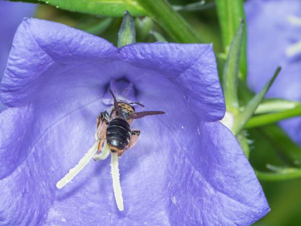 Wildbienen der Schweiz Braune Schuppensandbiene - Andrena curvungula