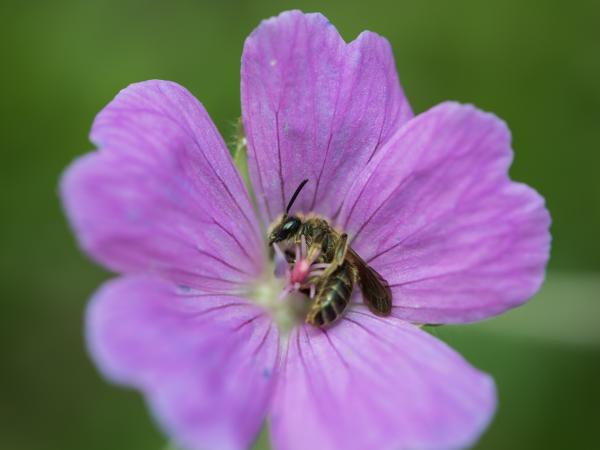 Wildbienen der Schweiz Braune Schuppensandbiene - Andrena curvungula