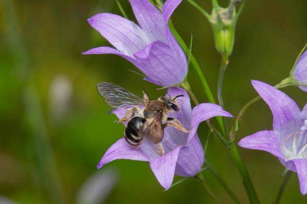 Wildbienen der Schweiz Braune Schuppensandbiene - Andrena curvungula
