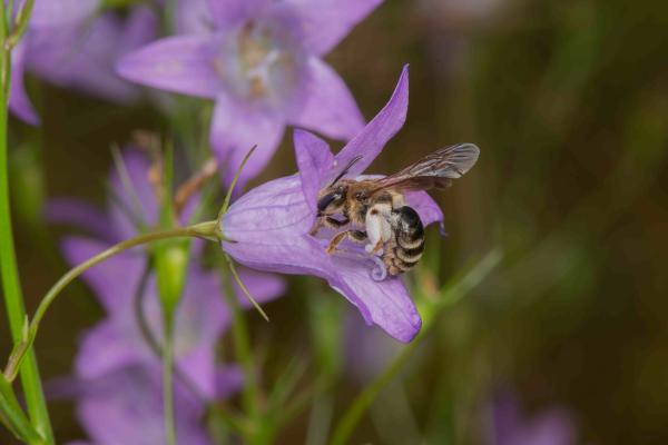 Wildbienen der Schweiz Braune Schuppensandbiene - Andrena curvungula