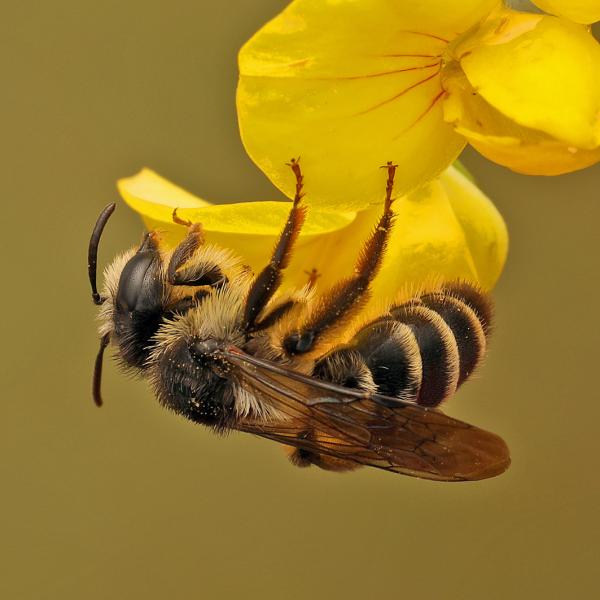Wildbienen der Schweiz  - Andrena denticulata