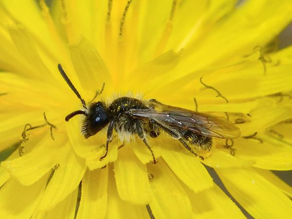 Wildbienen der Schweiz Glanzlose Riefensandbiene - Andrena distinguenda