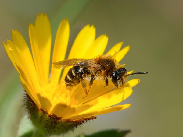 Wildbienen der Schweiz Rotbeinige Körbchensandbiene - Andrena dorsata