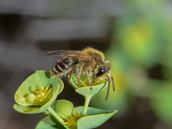 Wildbienen der Schweiz Rotbeinige Körbchensandbiene - Andrena dorsata