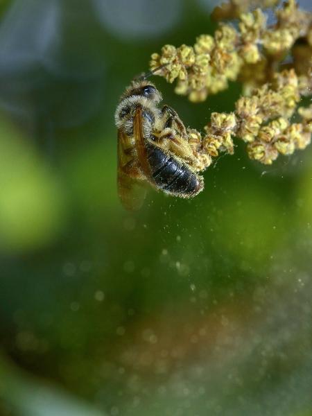 Wildbienen der Schweiz Eichen-Sandbiene - Andrena ferox