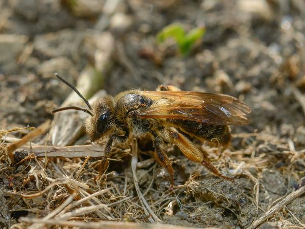 Wildbienen der Schweiz Eichen-Sandbiene - Andrena ferox