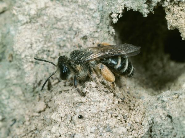 Wildbienen der Schweiz Gewöhnliche Bindensandbiene - Andrena flavipes