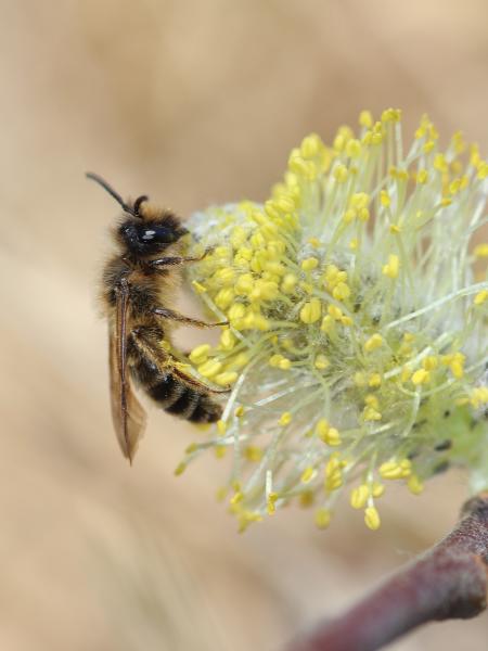 Wildbienen der Schweiz Gewöhnliche Bindensandbiene - Andrena flavipes