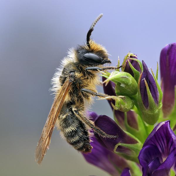 Wildbienen der Schweiz Gewöhnliche Bindensandbiene - Andrena flavipes