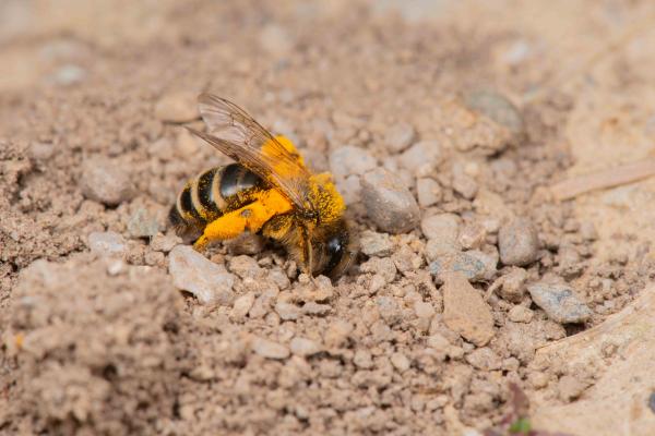 Wildbienen der Schweiz Gewöhnliche Bindensandbiene - Andrena flavipes
