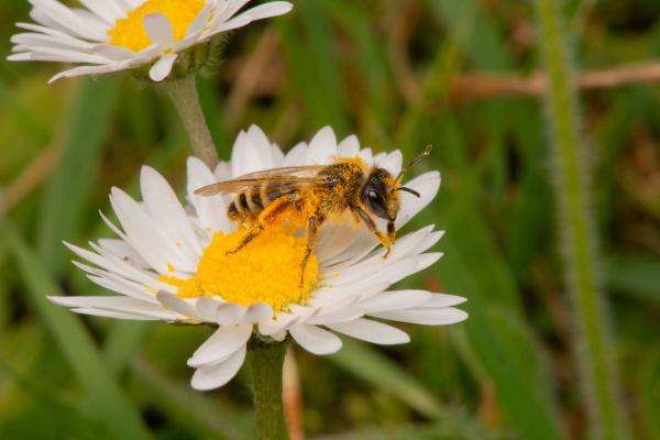 Wildbienen der Schweiz Gewöhnliche Bindensandbiene - Andrena flavipes